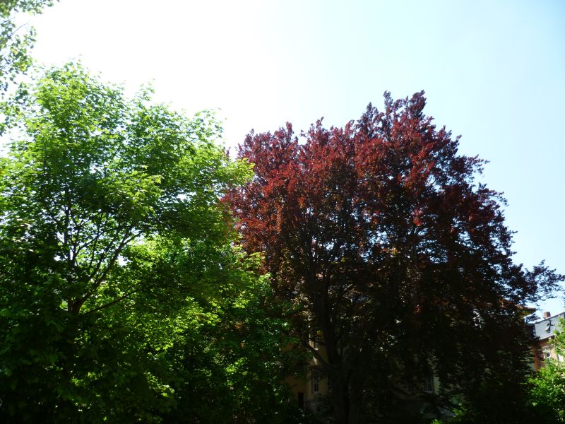 buche margit.jpg