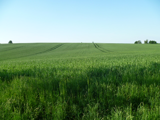 Grün vor junger Gerste_P1080808.JPG