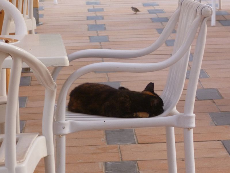 katze 1.jpg