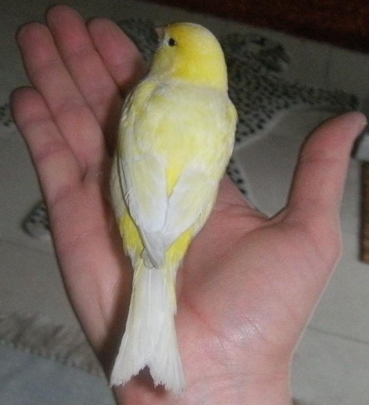 kleiner vogel.jpg
