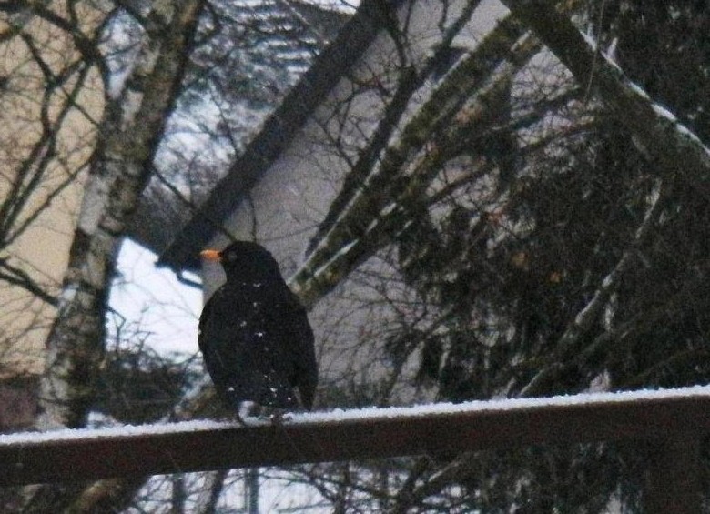 Amsel.jpg